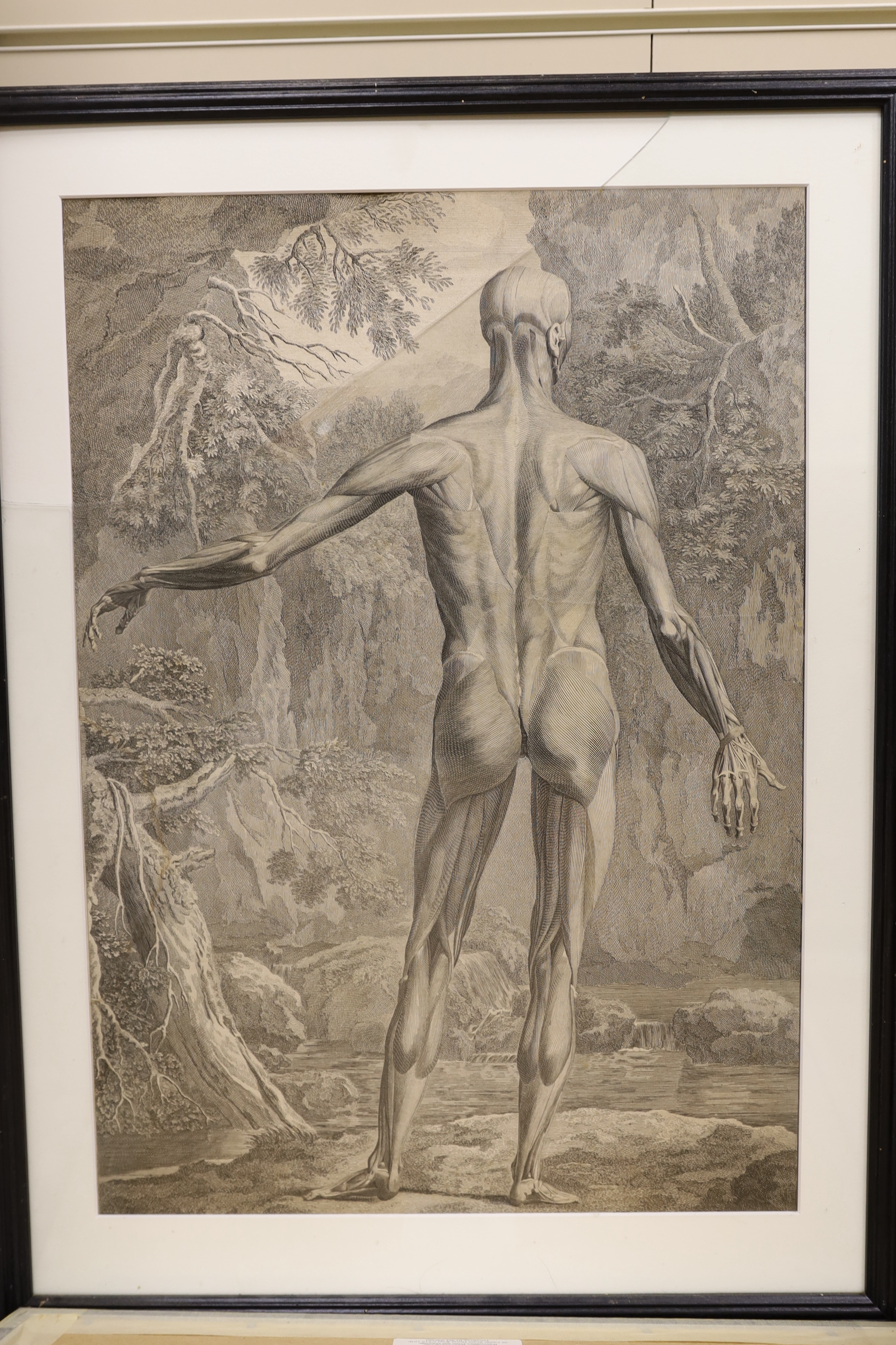 After Bernhard Siegfried Albinus (German / Dutch, 1697-1770), set of eight engravings, anatomical and skeletal figures, 52 x 37cm